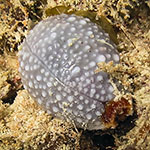 Staphylaea staphylaea